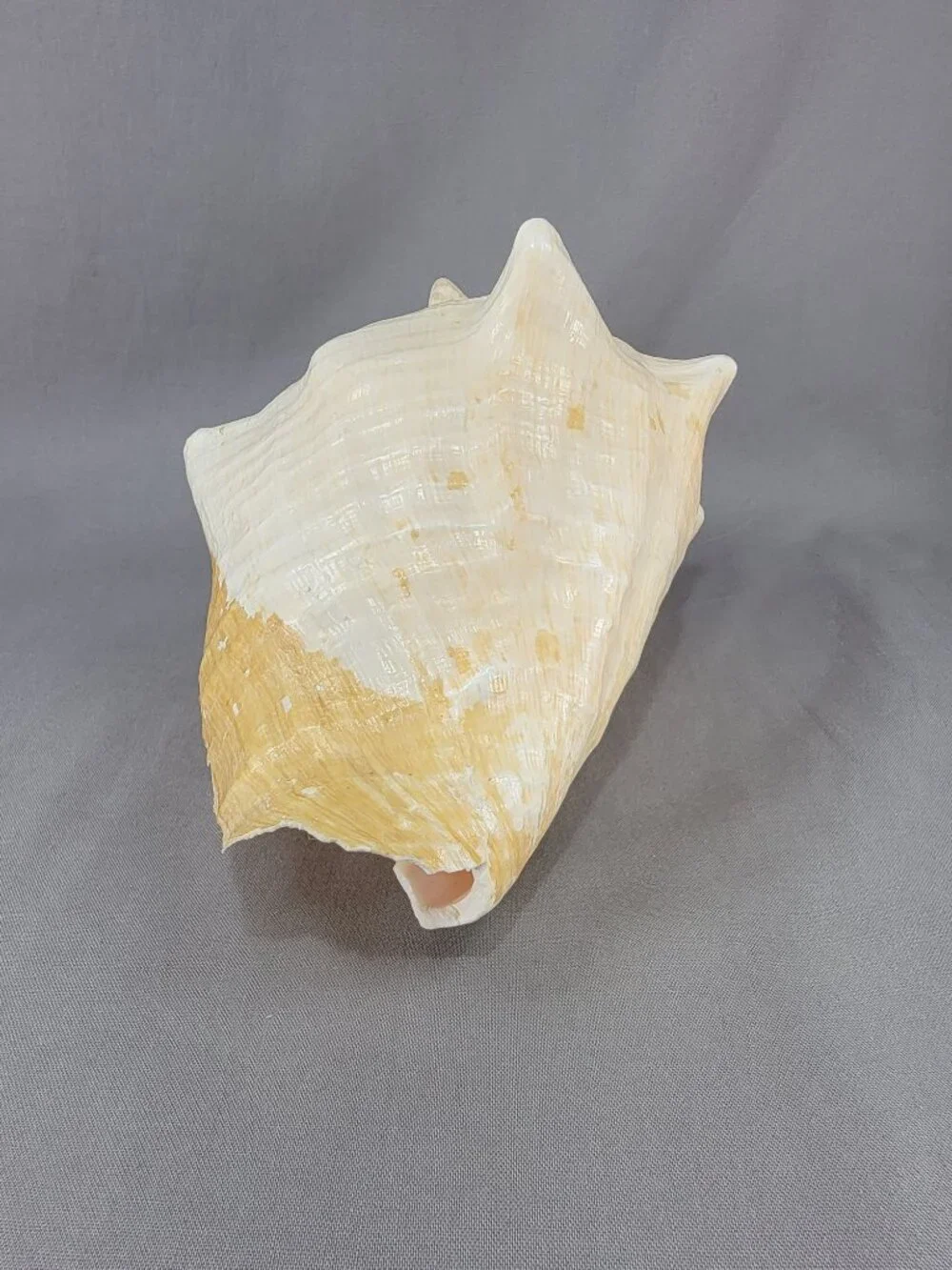 Vtg Natural Conch Seashell Shell Beach Nautical Home Decor Weathered Distressed